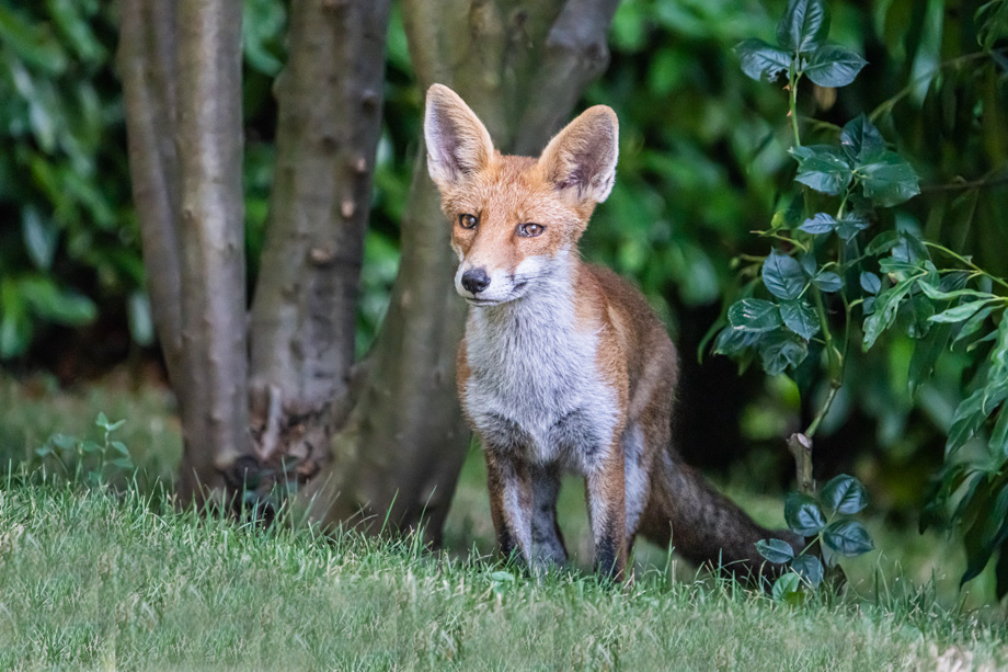 2020-08-15 A visiting fox