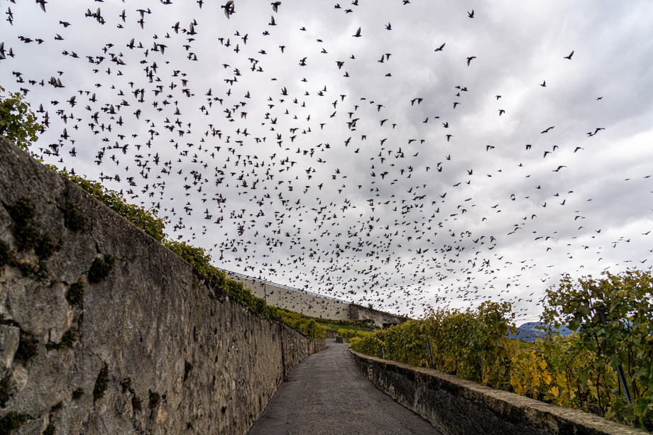 2020-10-11 Starlings