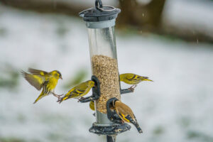 2021-01-17 Winter Garden Birds