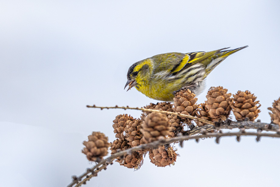 2021-01-02 Erlenzeisig (Eurasian siskin)