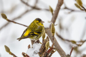 2021-02-21 Gardenbird – no Sparrows