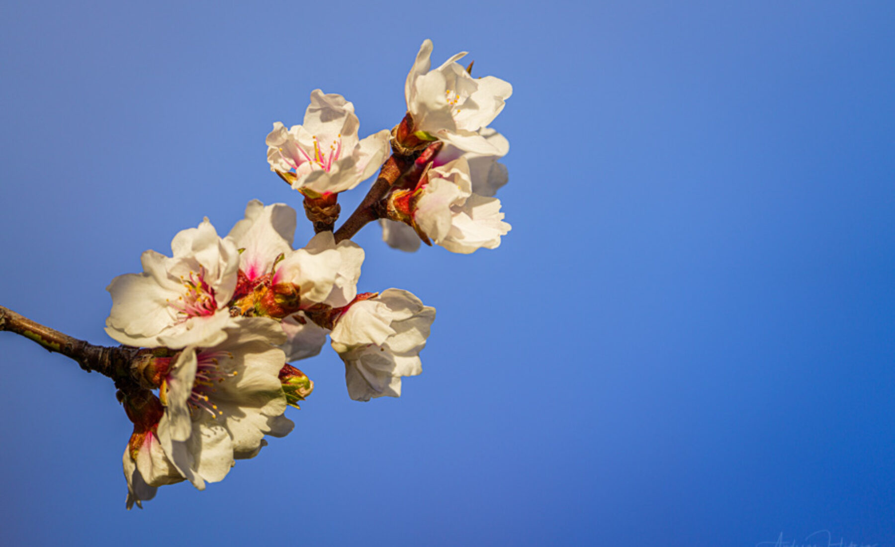 2021-03-12 Almond tree in bloom