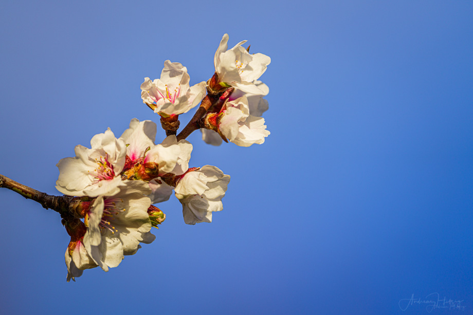 2021-03-12 Almond tree in bloom