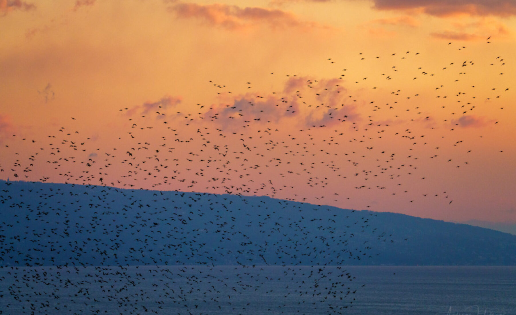 2021-03-19 Starling flock in the evening
