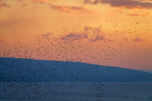 2021-03-19 Starling flock in the evening