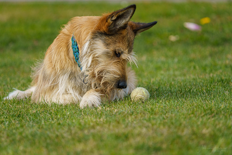 2021-03-21 Hobbit and his tennis ball