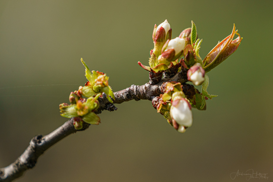 2021-03-27 Spring is here