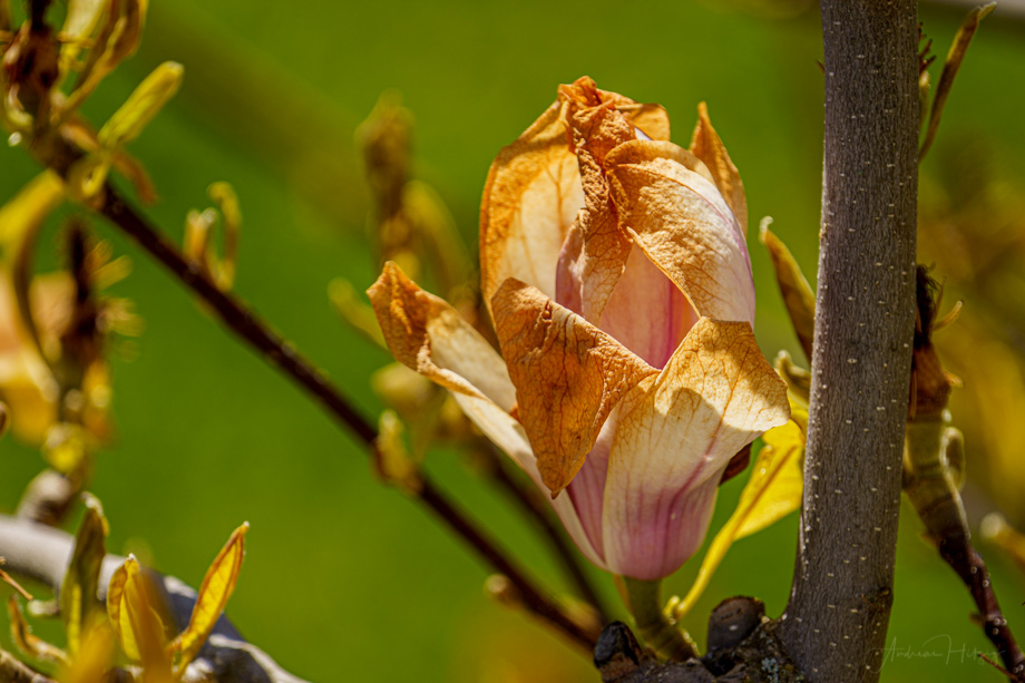 2021-04-08 Final beauty this spring of our magnolia