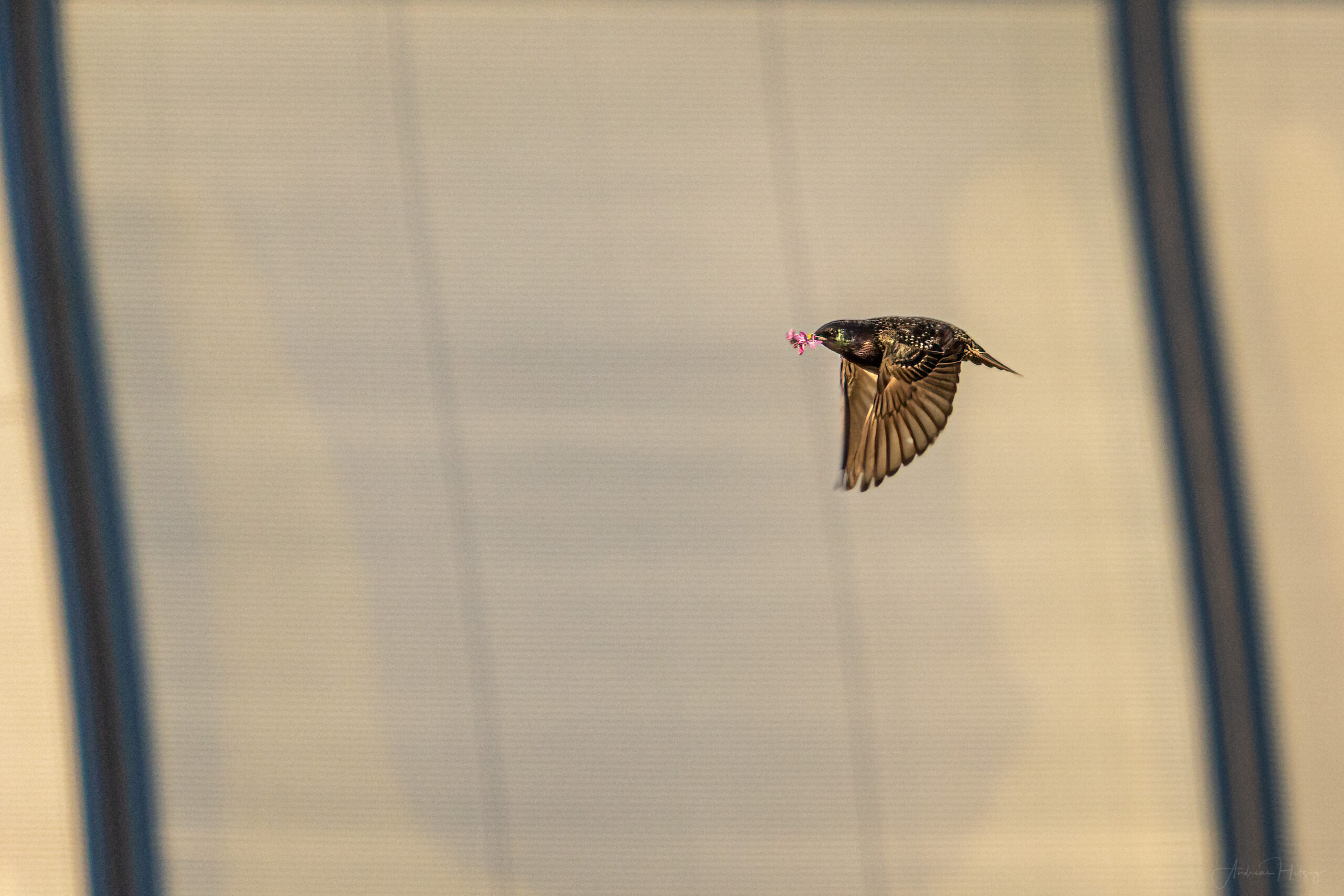 2021-04-30 Officebirds
