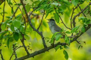 2021-05-31 Garden Birds