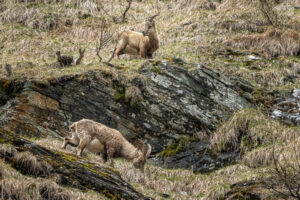 2021-05-16 Chamois and Alpine ibex