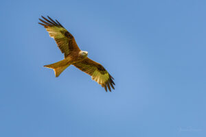 2021-05-29 Red kite