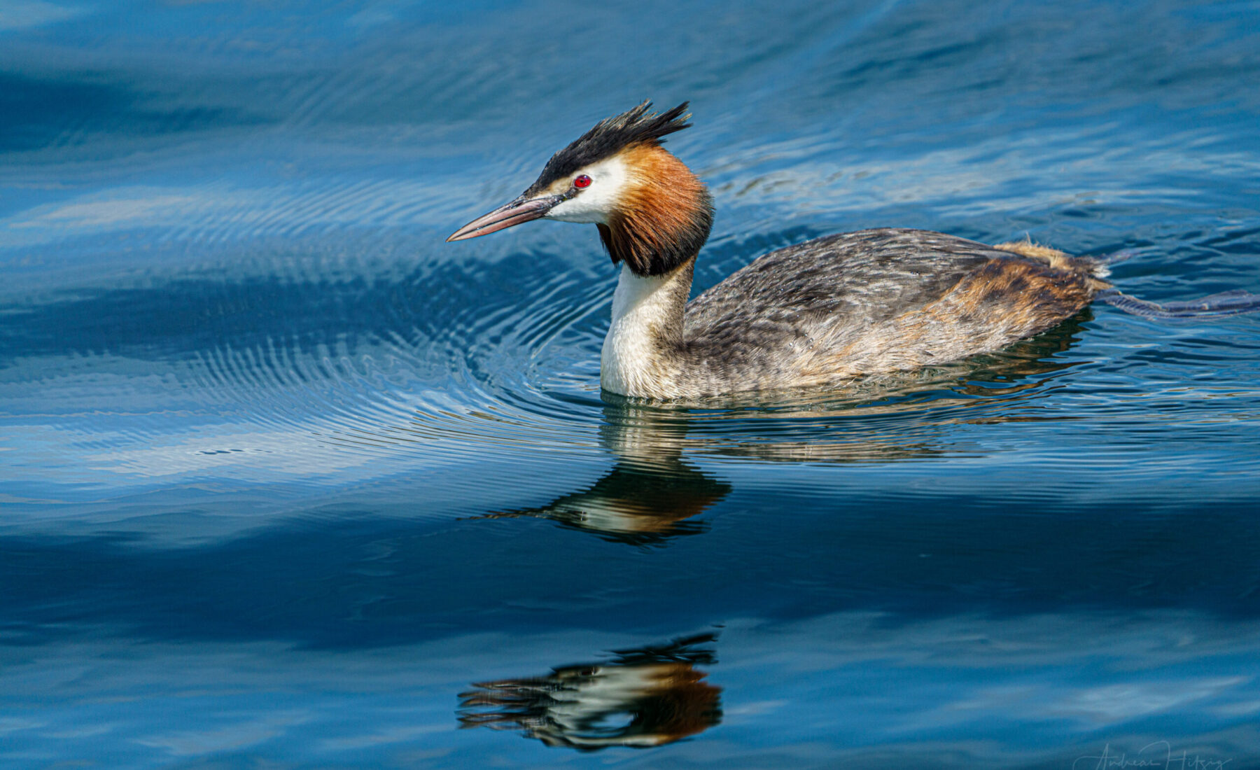 2021-05-29 Great crested grebe