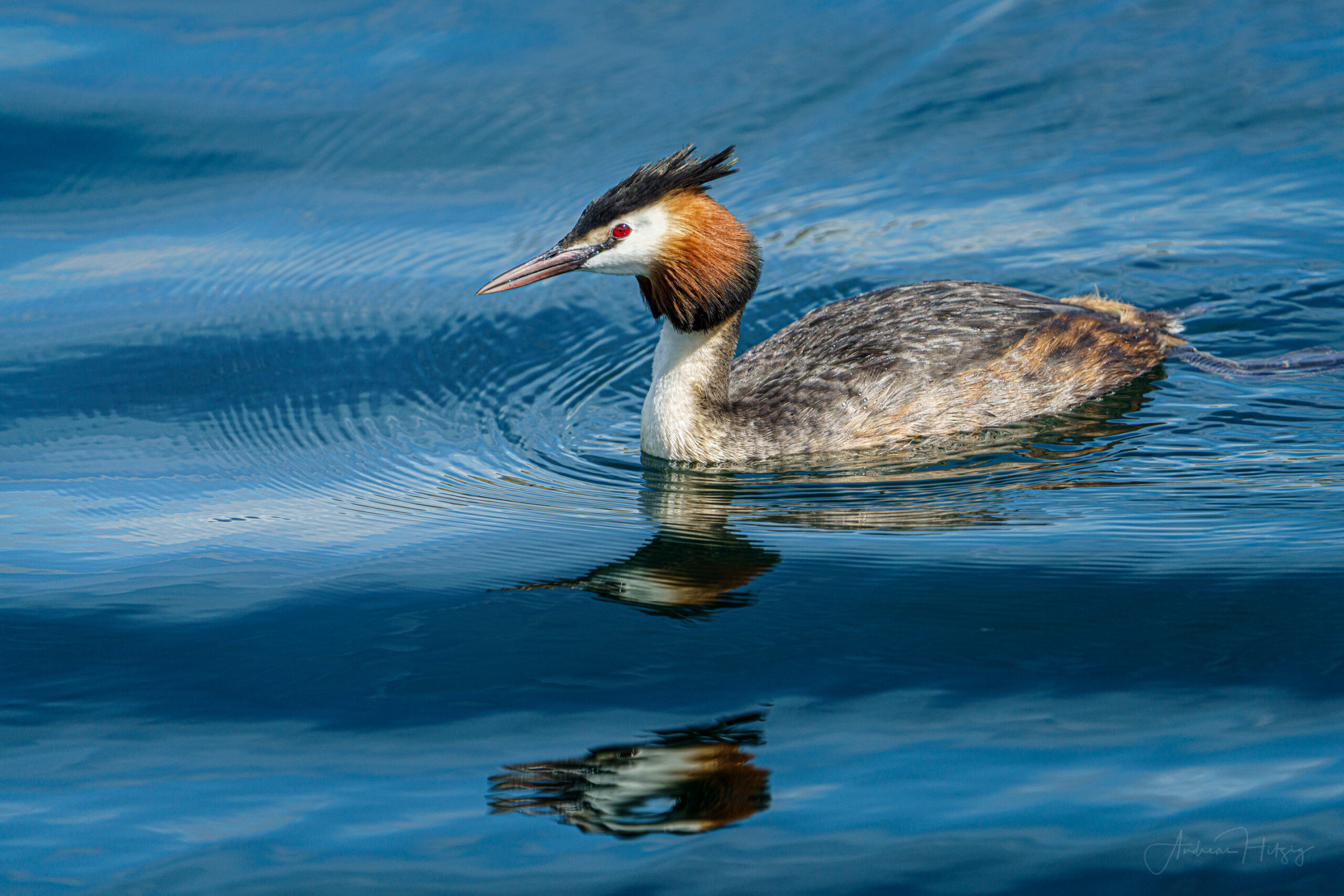 2021-05-29 Great crested grebe
