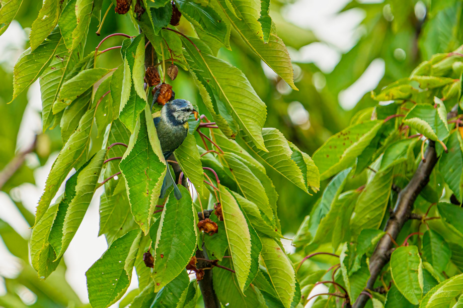 2021-06-30 Garden Birds in June