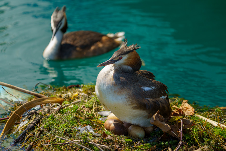 2021-06-26 Nesting Great Crested Grebe