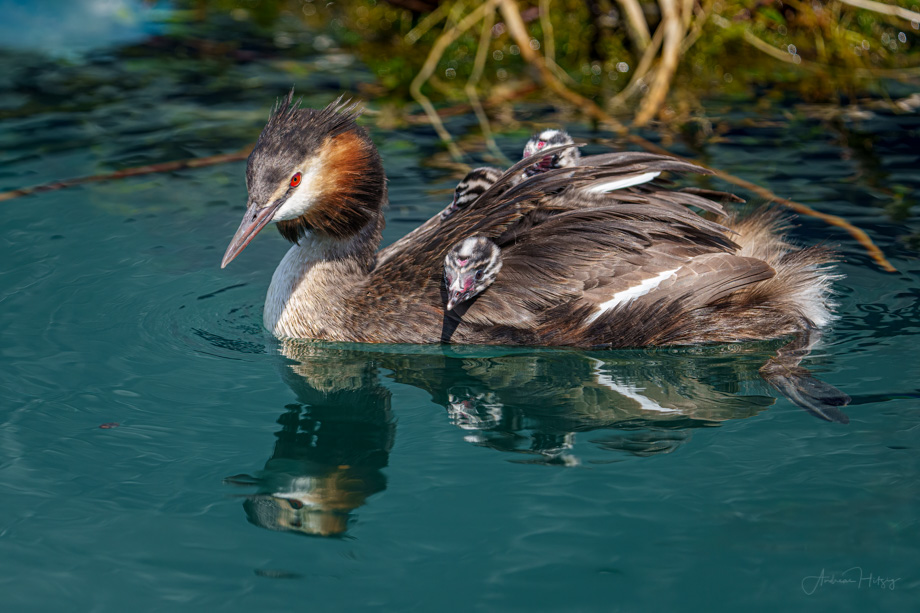 2021-07-10 The same Great Crested Grebe two weeks later