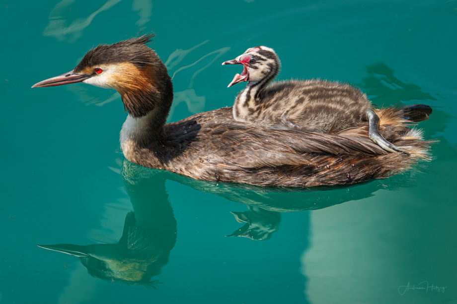 2021-07-17 Again the same Great Crested Grebe another week later