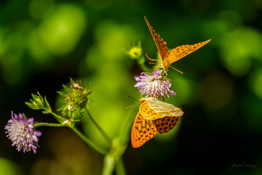 2021-07-25 Butterflies