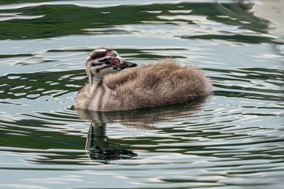 2021-07-26 Grebe family