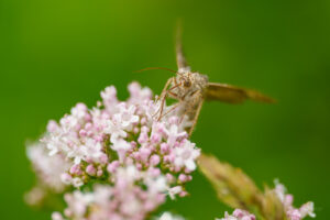 2021-07-31 Moth or butterfly ?