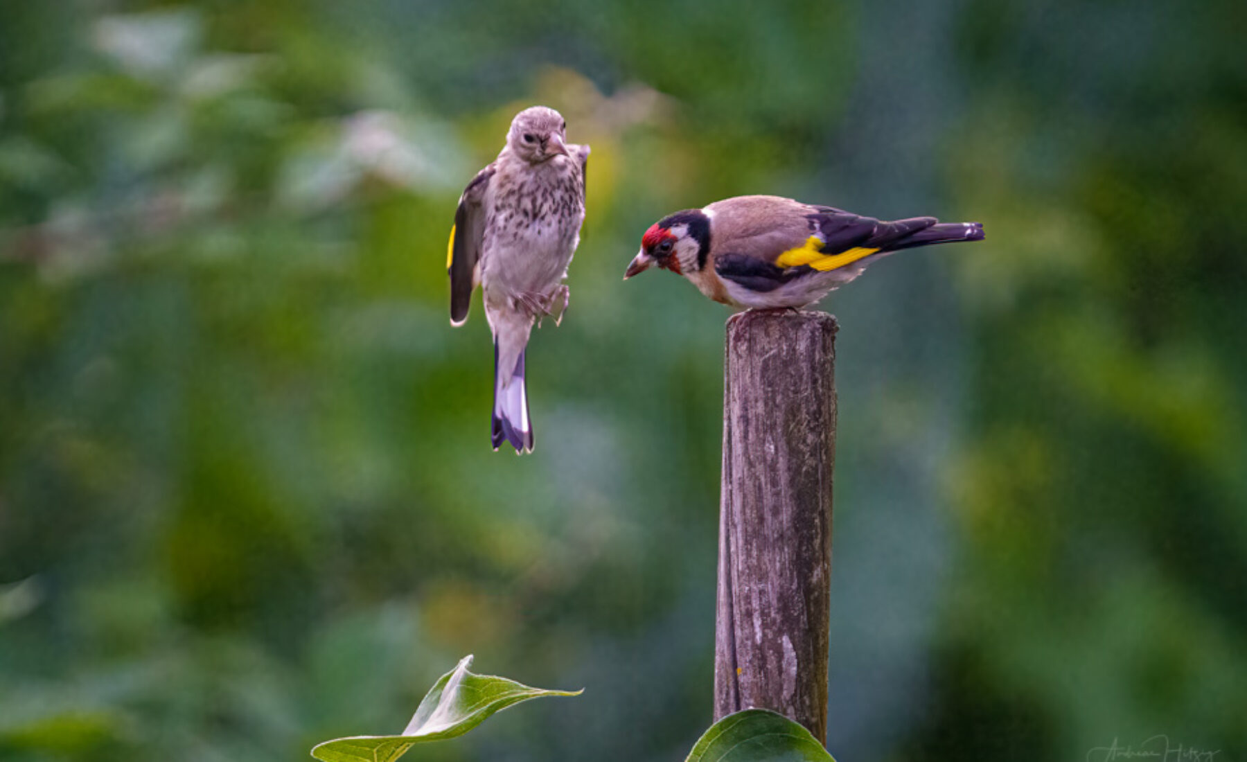 2021-08-02 A young goldfinch reclaims its place