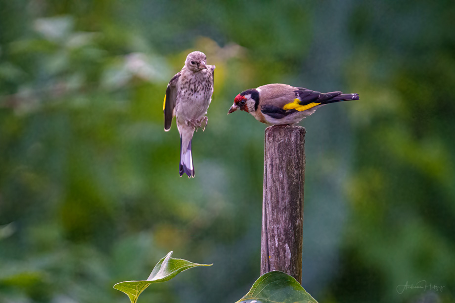 2021-08-02 A young goldfinch reclaims its place