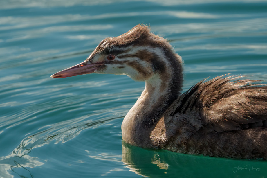 2021-08-28 More news from the grebe family