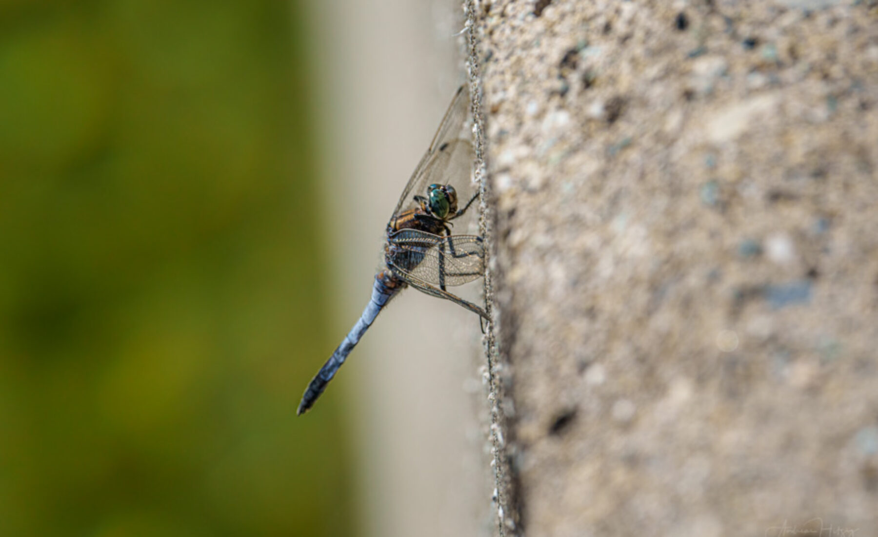 2021-08-28 Dragonfly and Damselfly