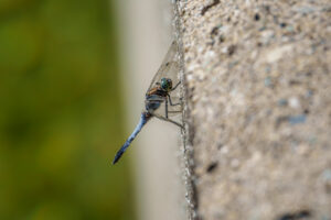 2021-08-28 Dragonfly and Damselfly