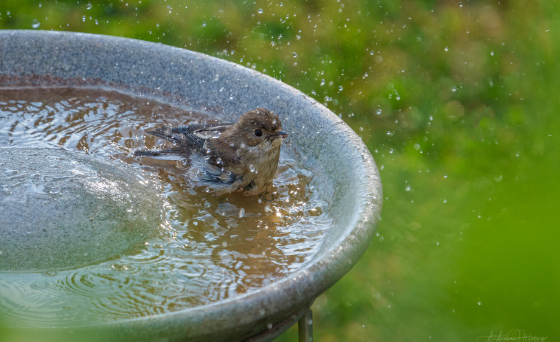 2021-09-03 Pied Flycatcher