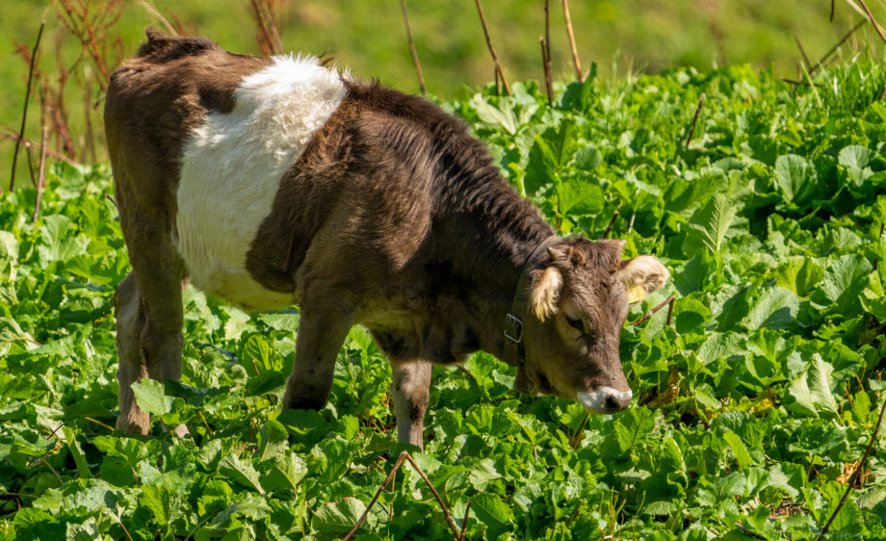 2021-09-14 Cows