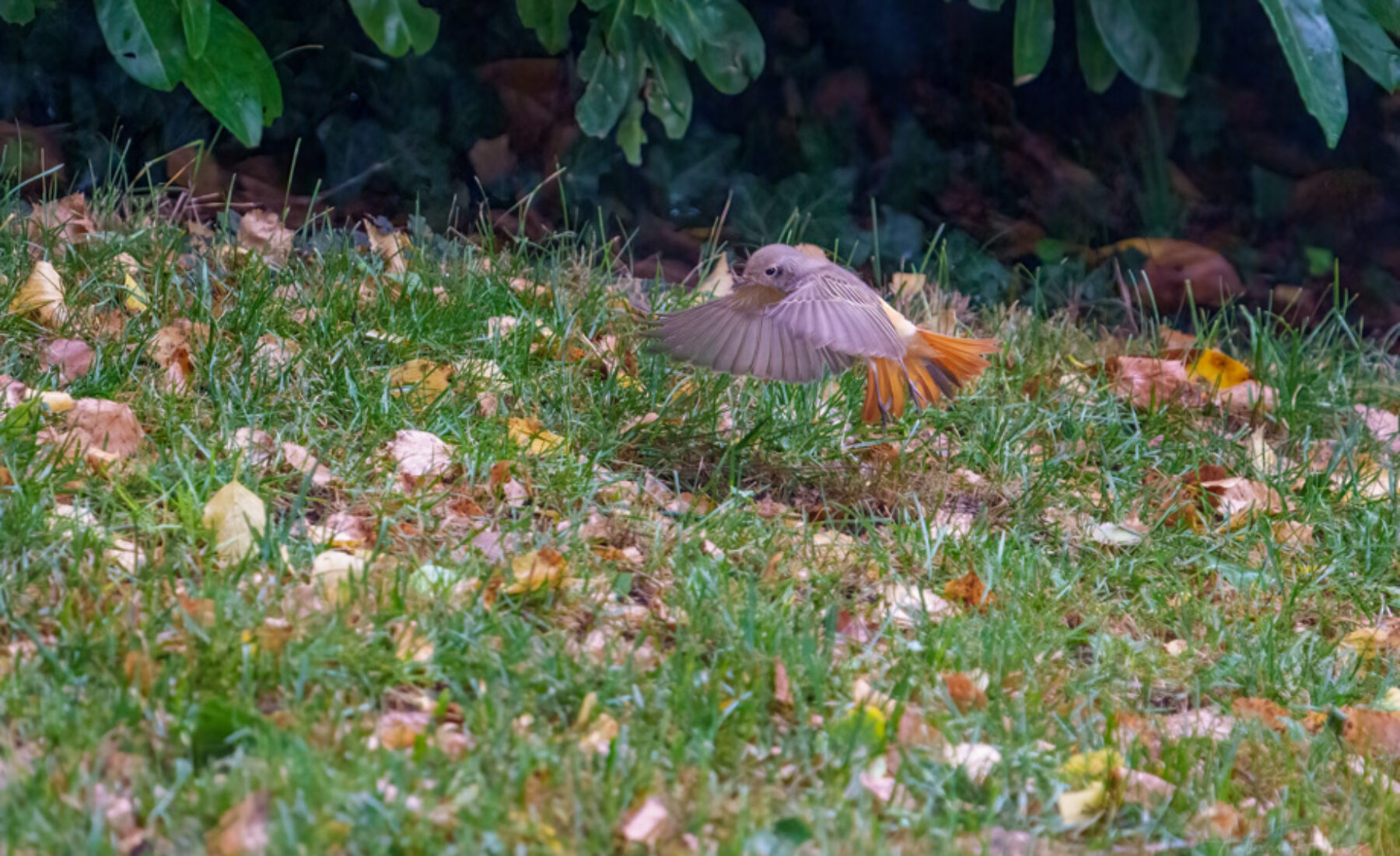 2021-09-19 Redstart performing his own flight show
