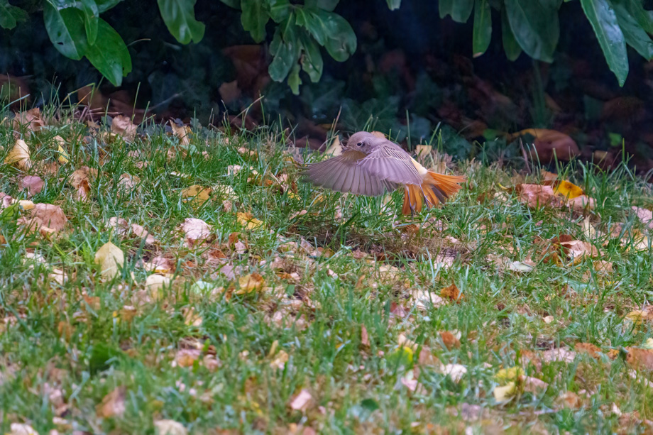 2021-09-19 Redstart performing his own flight show