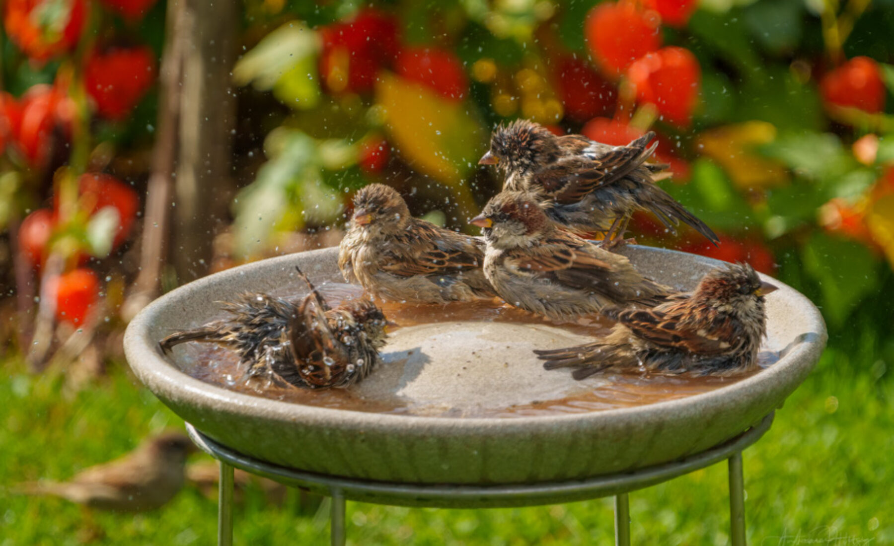 2021-09-21 1-2-3-4-5-6 sparrows