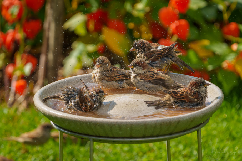 2021-09-21 1-2-3-4-5-6 sparrows