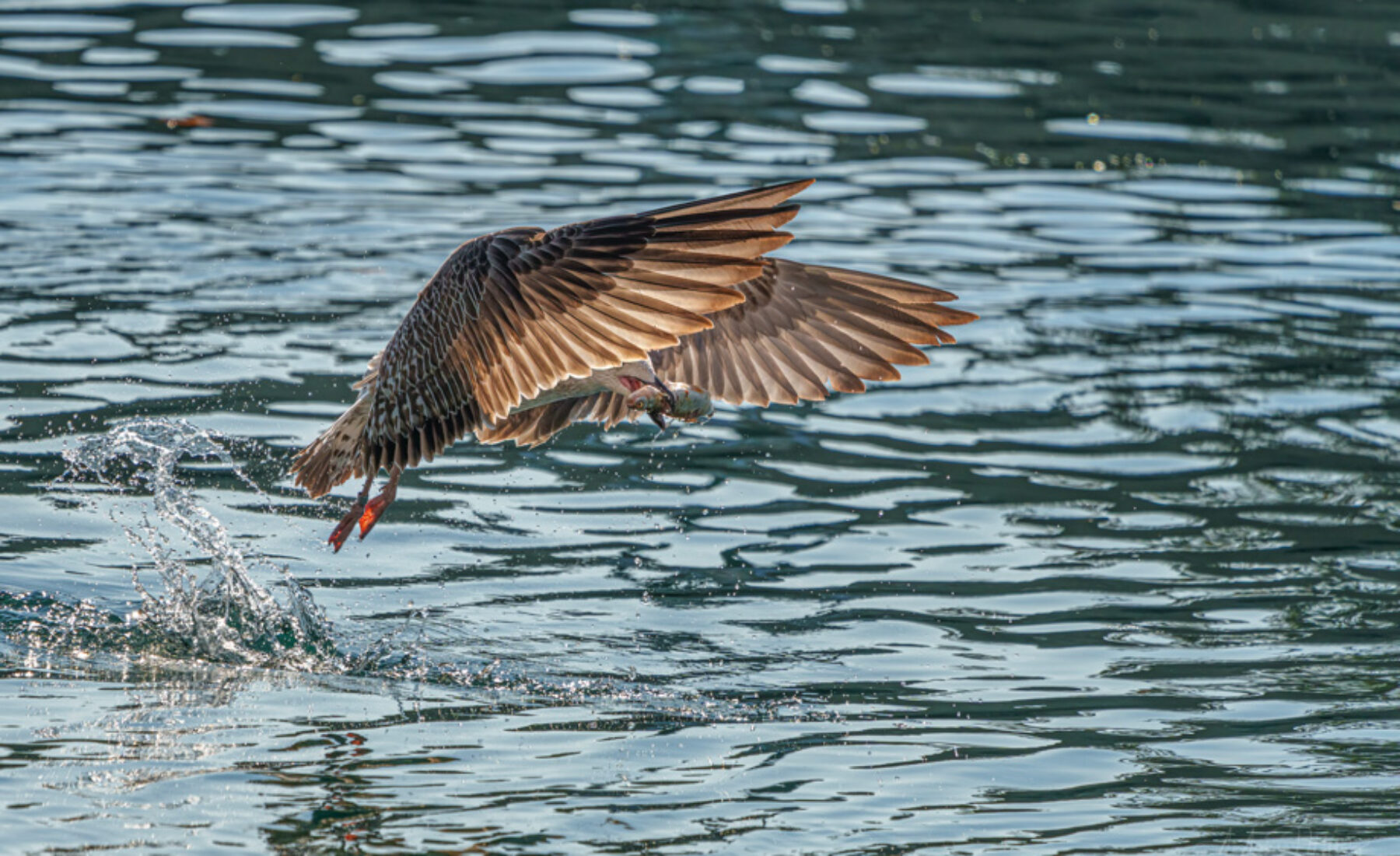 2021-09-23 juvenile Mediterranean gull successful hunting