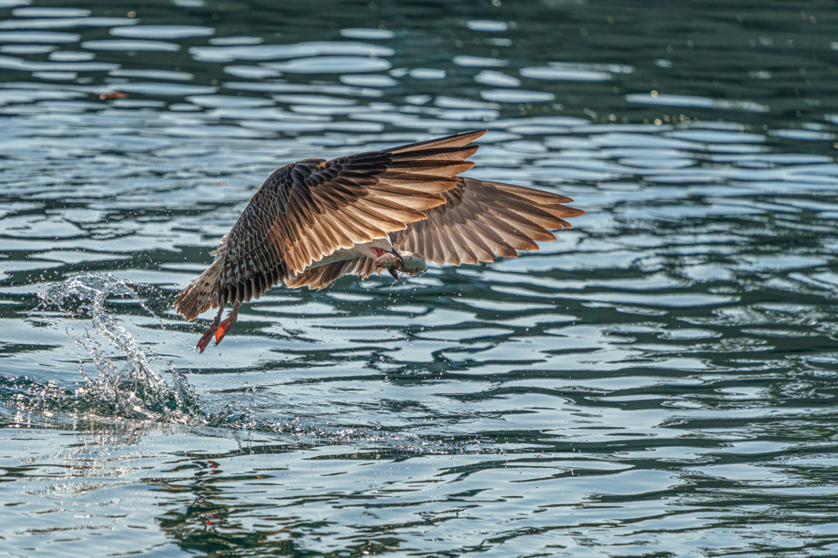 2021-09-23 juvenile Mediterranean gull successful hunting