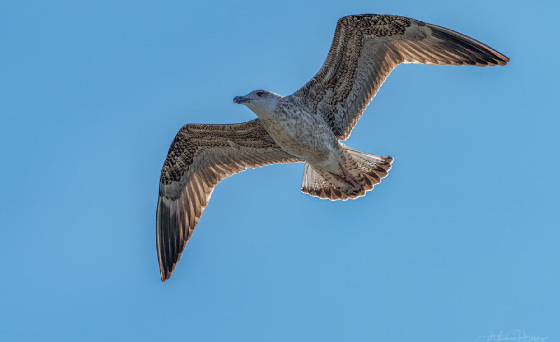 2021-09-23 juvenile Mediterranean gull in flight