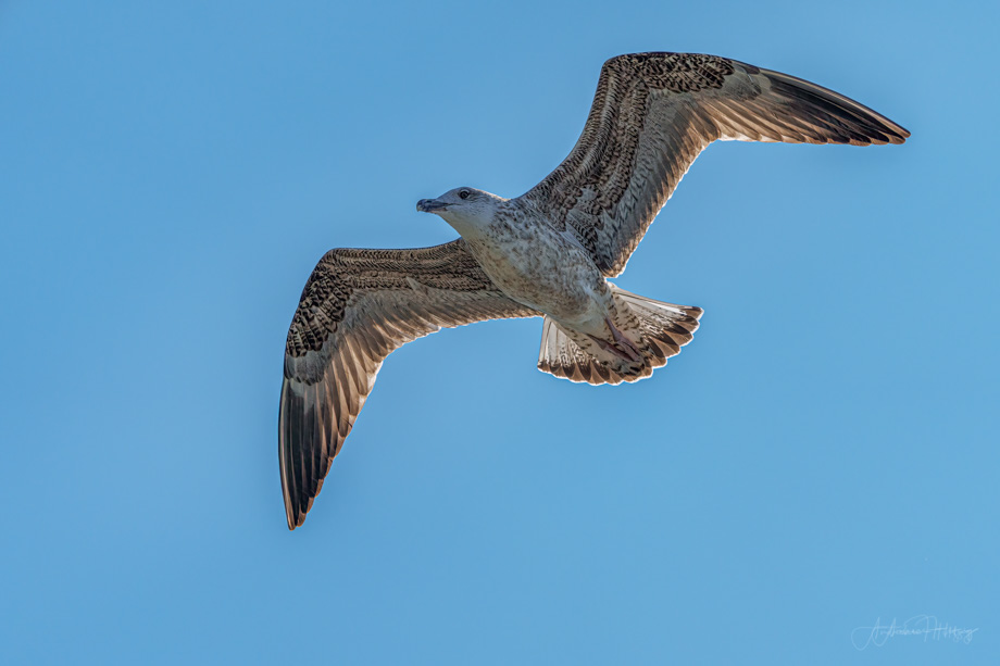 2021-09-23 juvenile Mediterranean gull in flight