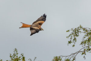 2021-09-29 Red Kite, Kestrel and other birds around Lake Hallwil