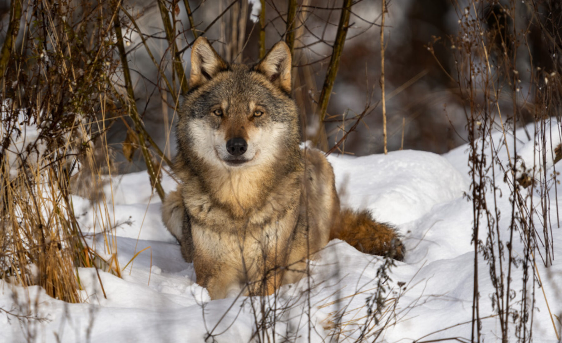 2021-12-07 Wolf, Lynx and other animals from La Garenne
