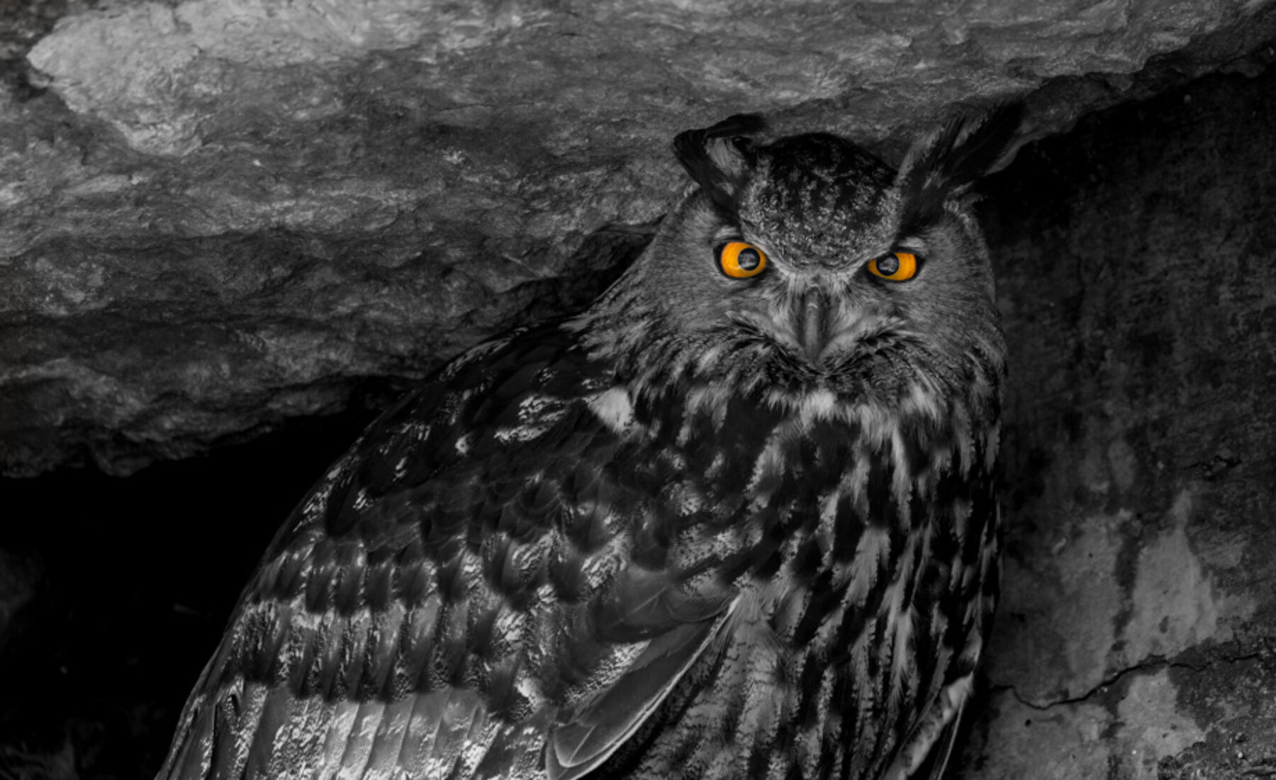 2021-12-07 Owls from La Garenne