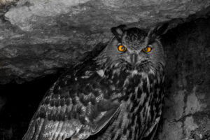 2021-12-07 Owls from La Garenne