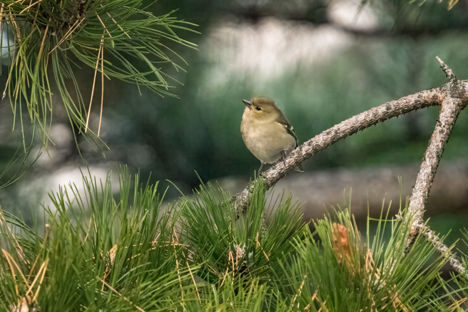 2022-01-30 More garden birds