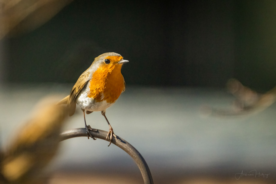 2022-02-28 Gardenbirds in February
