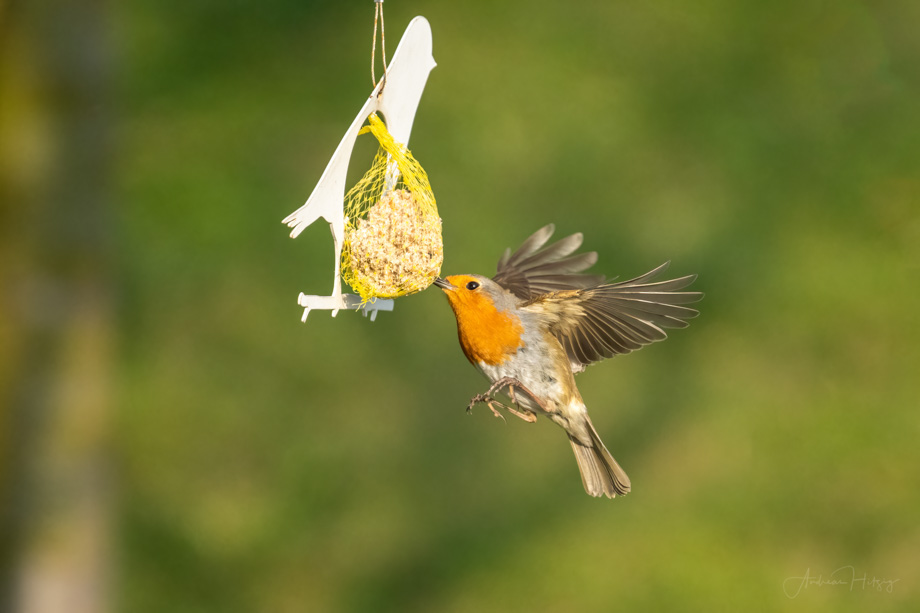 2022-03-31 Gardenbirds in March 2022