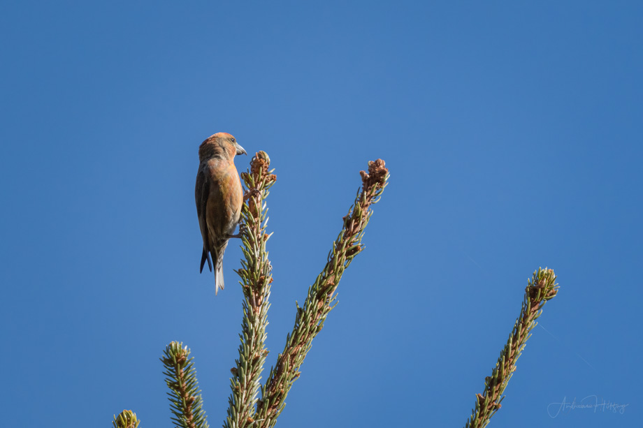 2022-04-17 Birds from Grimentz