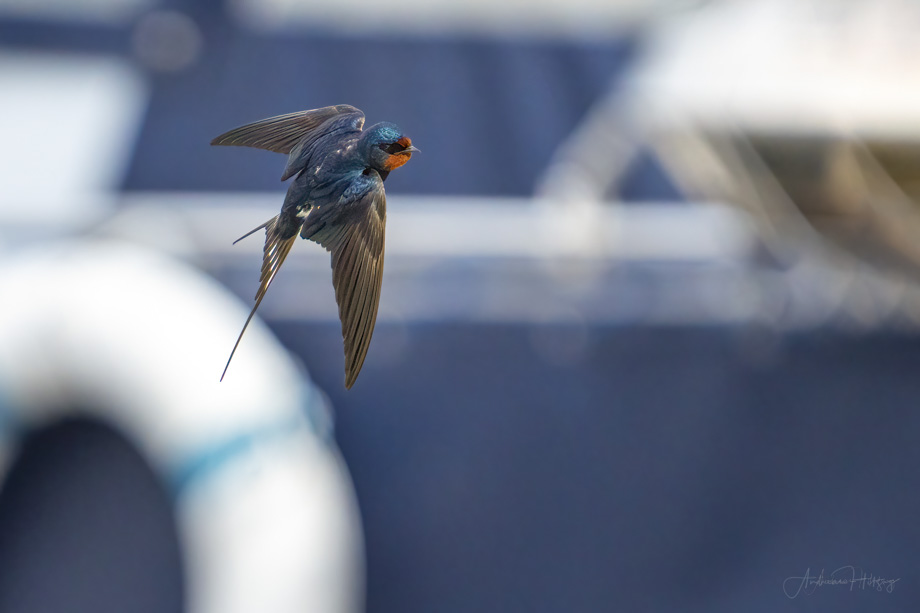 2022-04-23 Barn Swallow