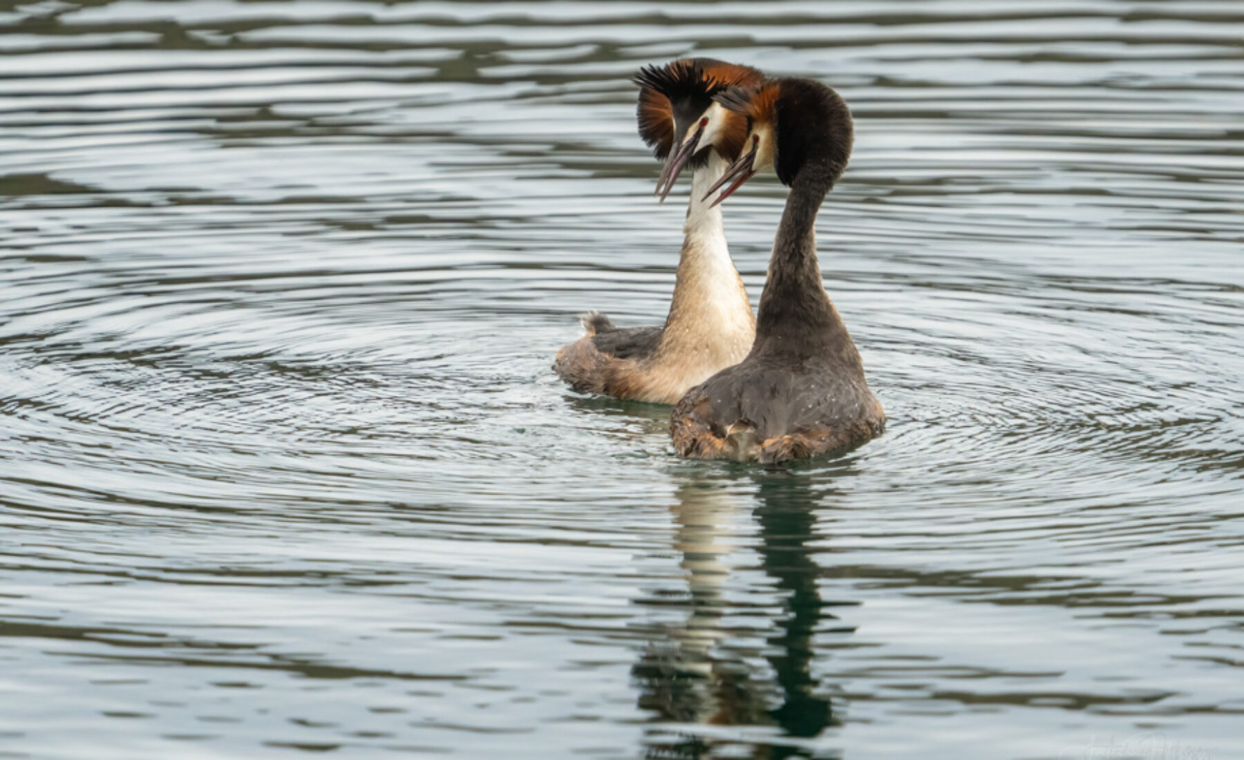 2022-04-24 Great Crested Grebe love dance